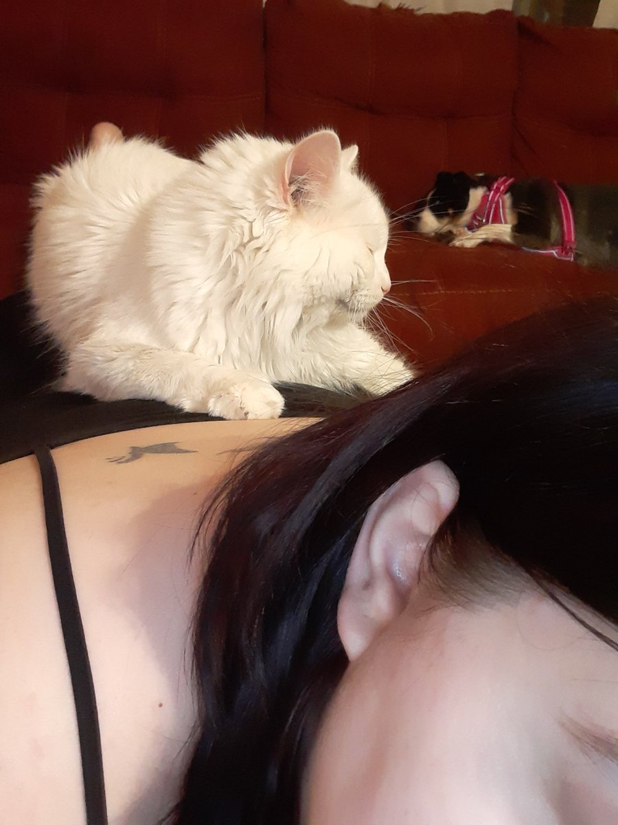 Beck_Noire's tweet photo. My Bubbles passed away this morning. I am so heartbroken. https://t.co/wFtlQj5A8x