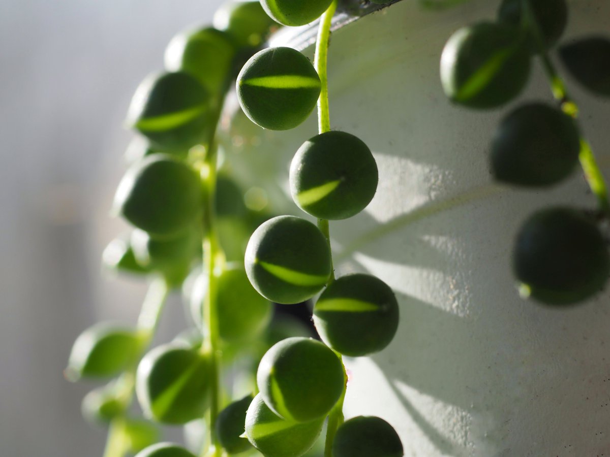 tinyurbanfarmer's tweet photo. String of pearls (Senecio rowleyanus) in the morning sunlight. You too can have a body like this - check out cuttings that can be rooted in water. https://t.co/bTW1fQc7wK
#succulent #houseplants #tinyurbanfarmer #plants #stringofpearls #garden #macrophotography #Senecio #etsyuk https://t.co/wUSTonGE2X