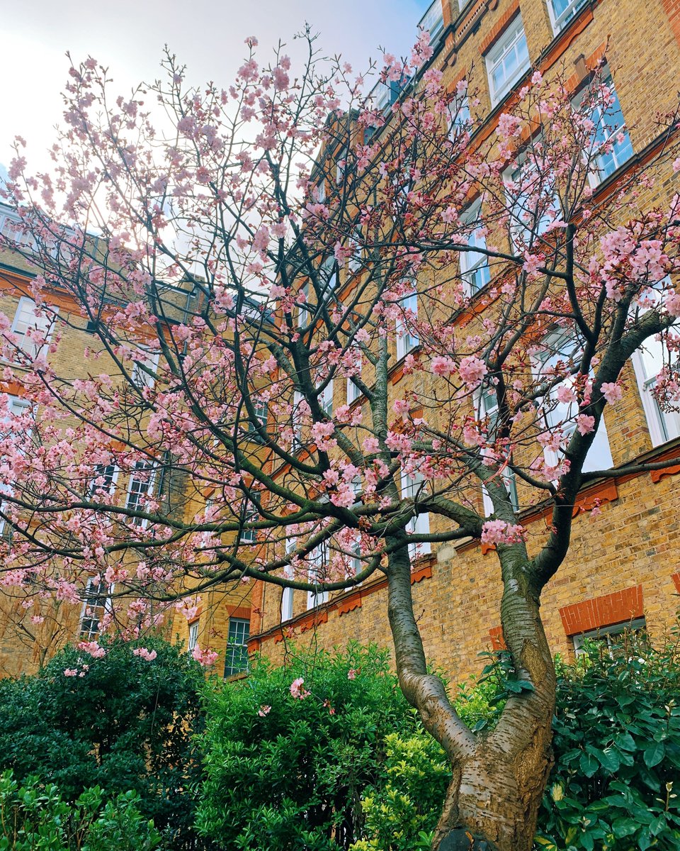 Finding beauty amongst madness in Covent Garden. 🌸
