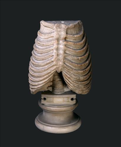 because of the enduring popularity of 'momento mori' imagery. it is sometimes hard to say whether these skeletal artworks are ancient or early modern! That is the case for two works in the Vatican Museums, a stone rib cage (Inv. 597) and an anatomical model (Inv. 599).