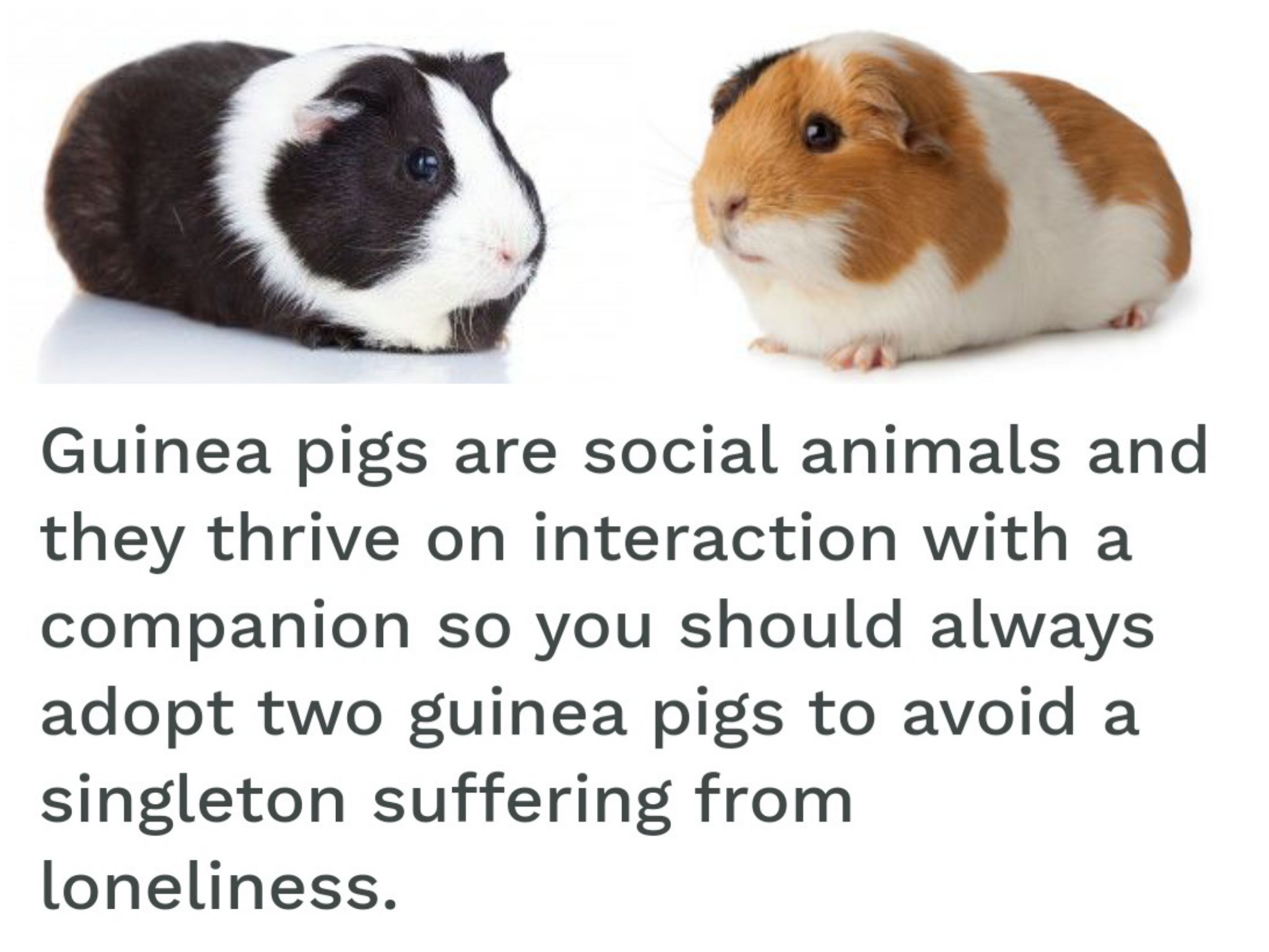 can guinea pigs die of loneliness