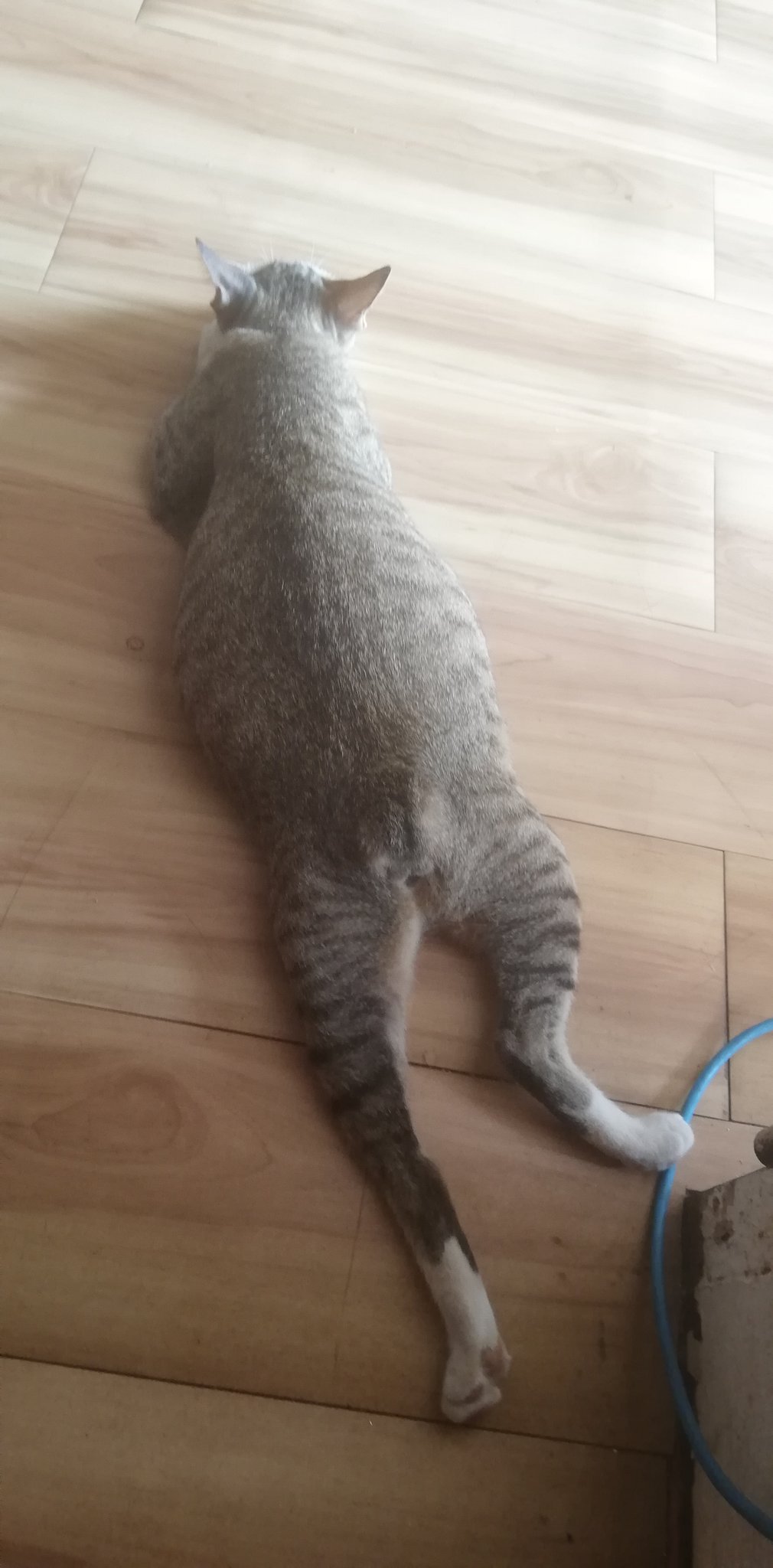 のびたび のんびり旅youtube シェムリアップに到着しました シティプレミアムゲストハウスは 0 5で生ビールが飲めるよ あと ねこさんもたくさん Fwf 旅好きな人と繋がりたい 猫好きさんと繋がりたい ビール好きと繋がりたい