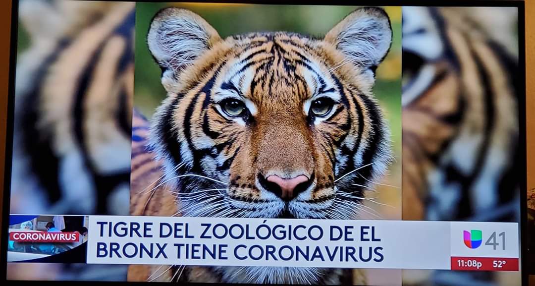 Moises caceres tweet media