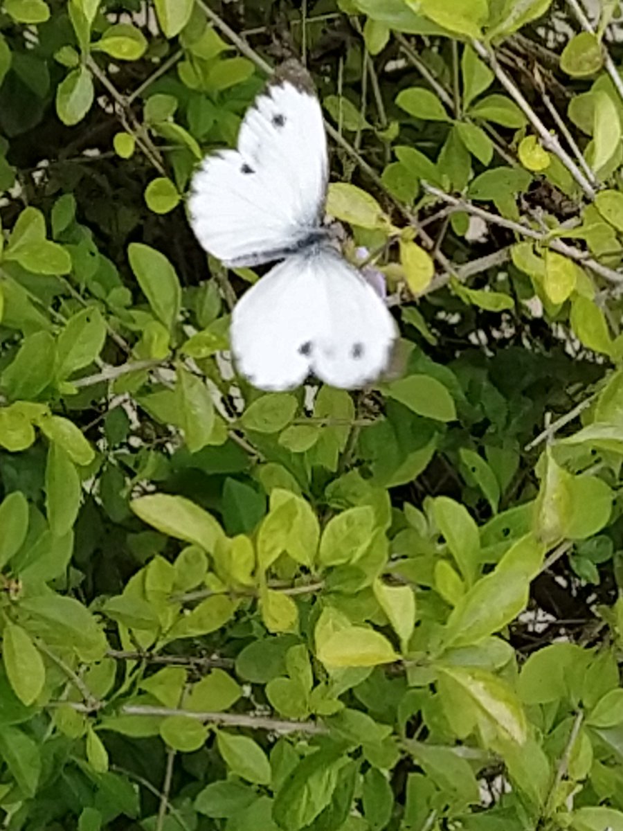 Bidyut (@bidyutsnr) on Twitter photo 