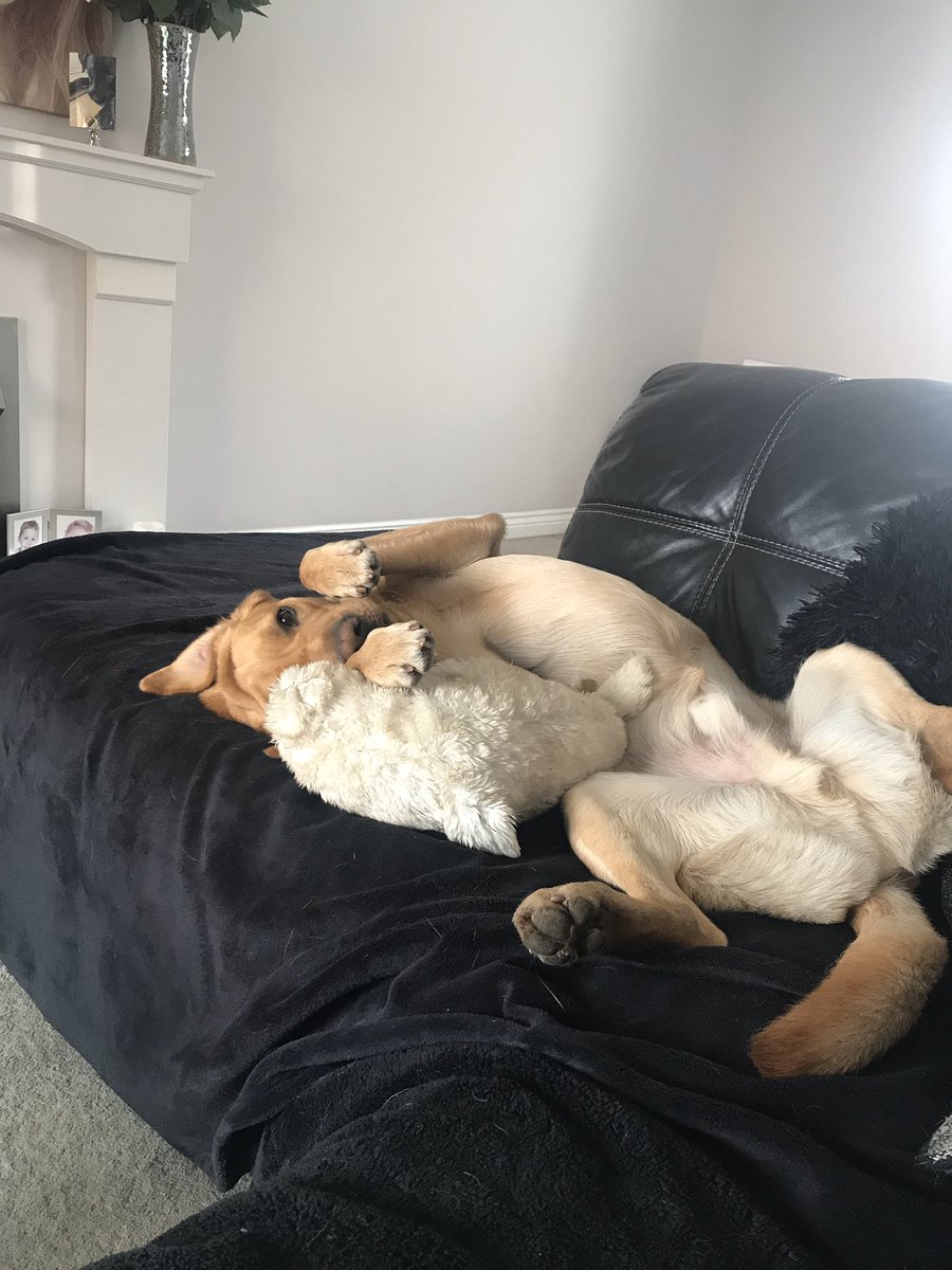 arlothelabrador's tweet photo. Woof it’s another day in #lockdown how’s y’all doing @CarterLabrador keeps me #company should I say I #pester him keep occupied #StayHome #StayHomeSaveLives #StayStrong peep we got this #licksandhugs https://t.co/sIrjBiwl5L