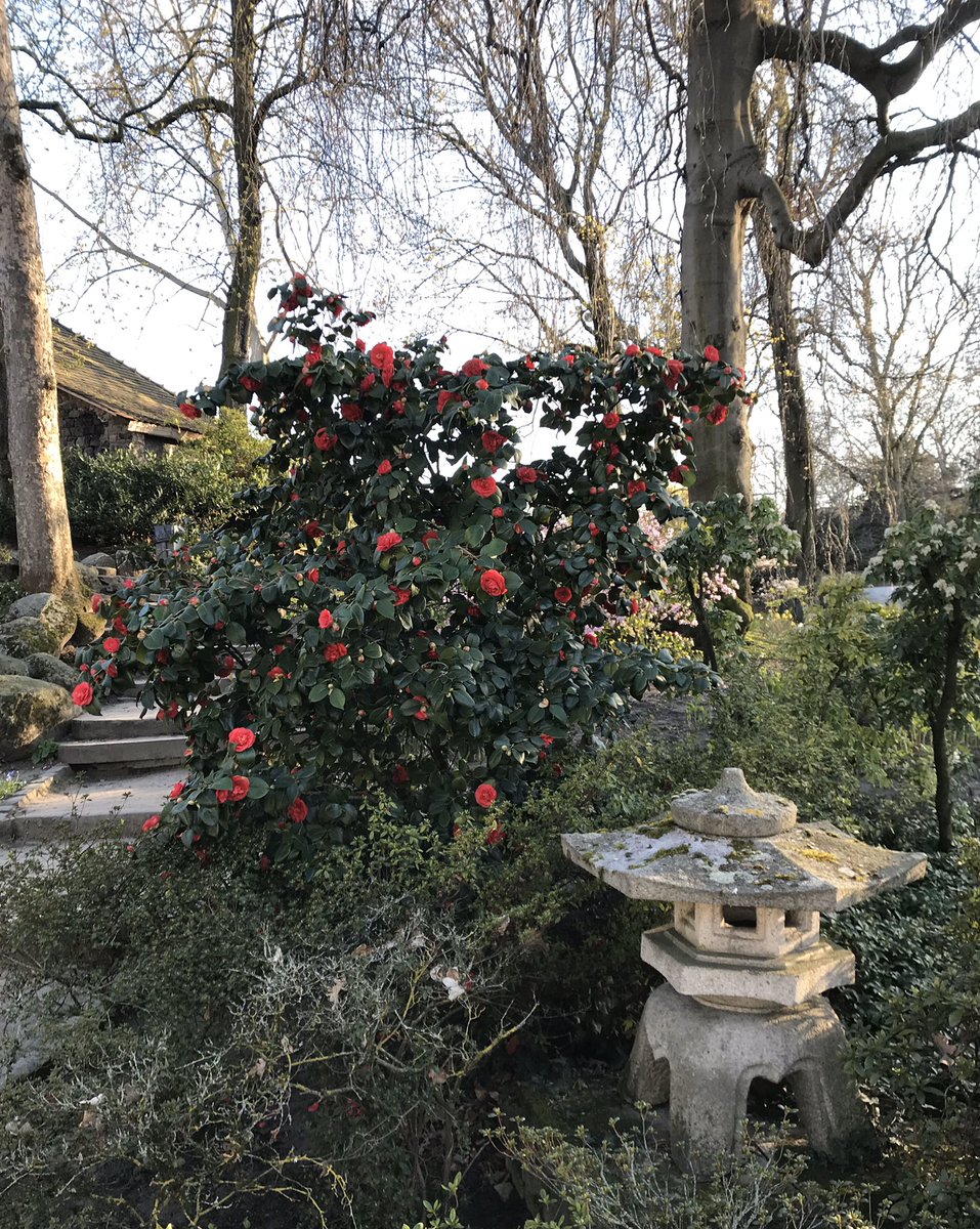 Museumsblog's tweet photo. Beim Spazierengehen bewundert - die Kamelie im #Bethmannpark - als wäre der Frühling einfach da.... #gartenlust #frankfurt https://t.co/MjBpgcKjGp