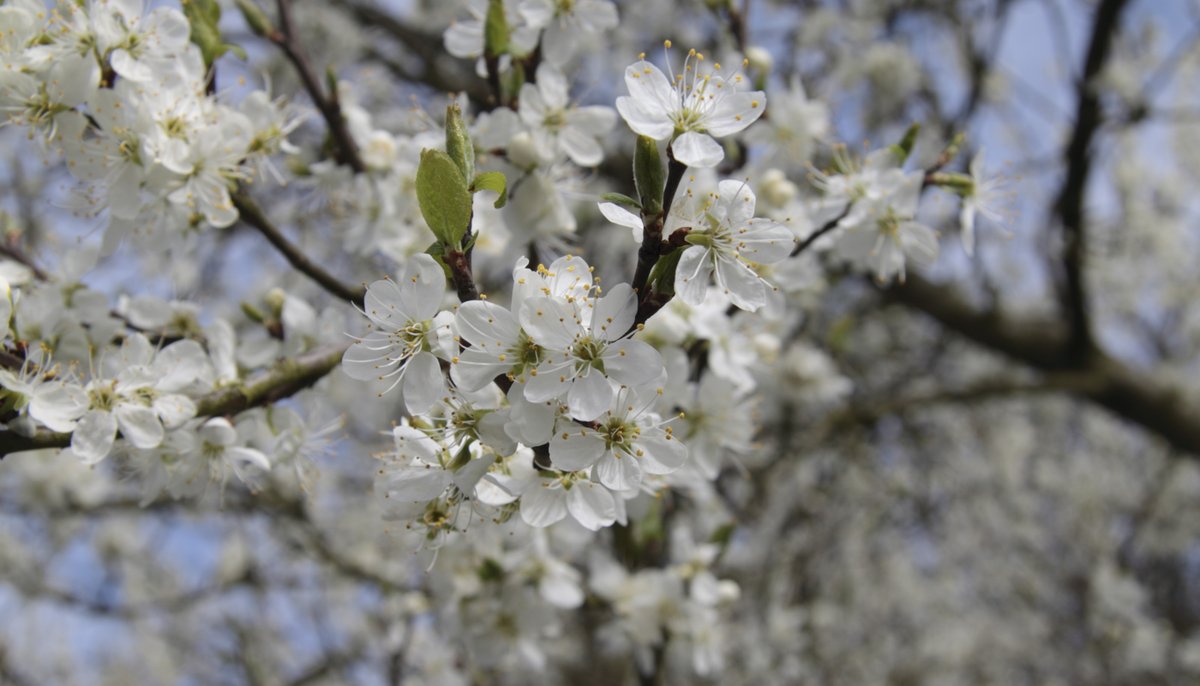 nationaltrust's tweet photo. Over the centuries, delicate blossom petals have inspired many an artist to pick up a paint brush.

Why not give it a go yourself? Peer out of the window or try recreating our photos here; we can’t wait to see the results. #BlossomWatch https://t.co/2tg4jiTt6b