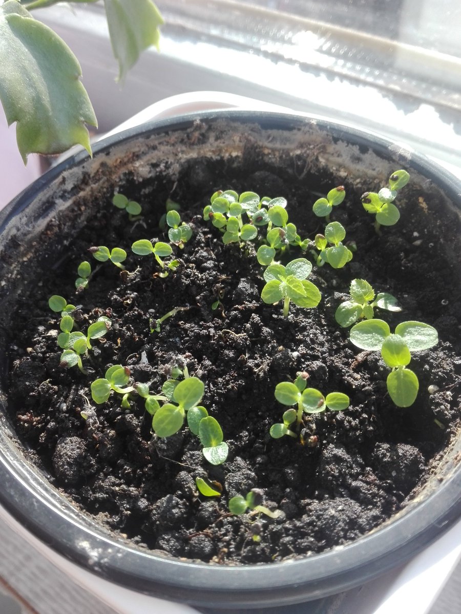 bk_l08's tweet photo. the kiwi seedlings surprise me every day 😊
#kiwiseed #seedling #growyourown #gardening #seeds #growth #kiwi #plantmom #plantlover #plantsmakepeoplehappy https://t.co/XM5r5IAkAh