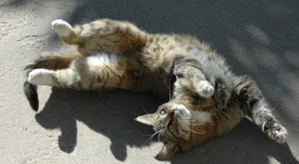JoanneRighetti's tweet photo. Does your cat roll over in front of you? I like to call this 'flirting' behaviour. they are trying to get your attention. ⁠
Cat affection demands human attention! ⁠
⁠
More flirtatious behaviours explained #cat #catroll https://t.co/n4AZKigOu7 https://t.co/MFSvK4BhEv