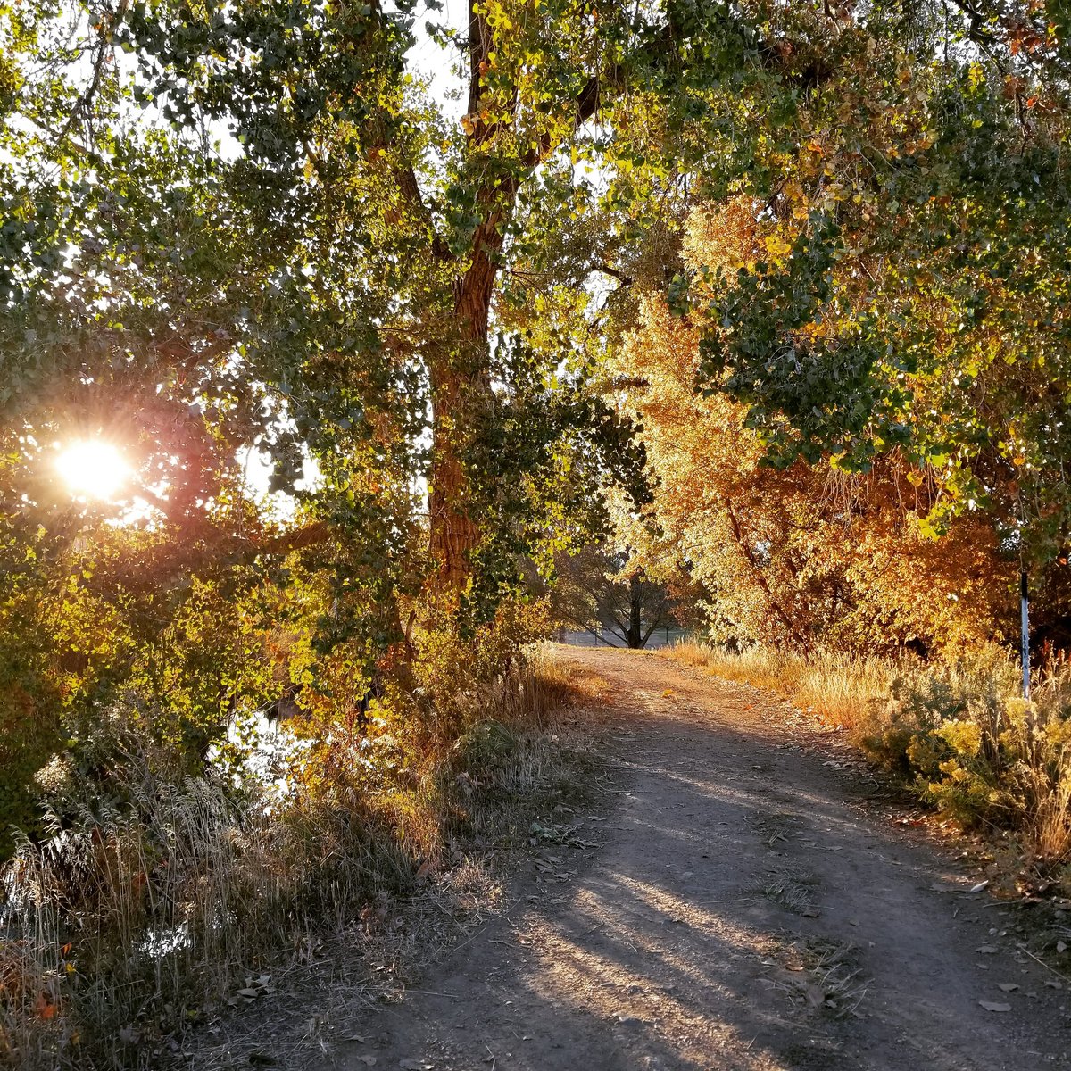 LaraWatlington's tweet photo. The colors of nature never cease to amaze me 😍 #coloradolife #dailywalk #cowx #naturephoto @Colorado https://t.co/jYt6gQDOyc
