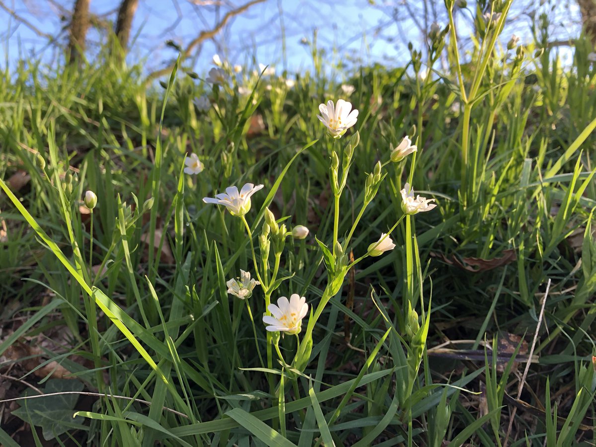 Harry_Herrie's tweet photo. Goedemorgen! #GroteMuur #Stellaria holostea https://t.co/rY3Hit4UFs