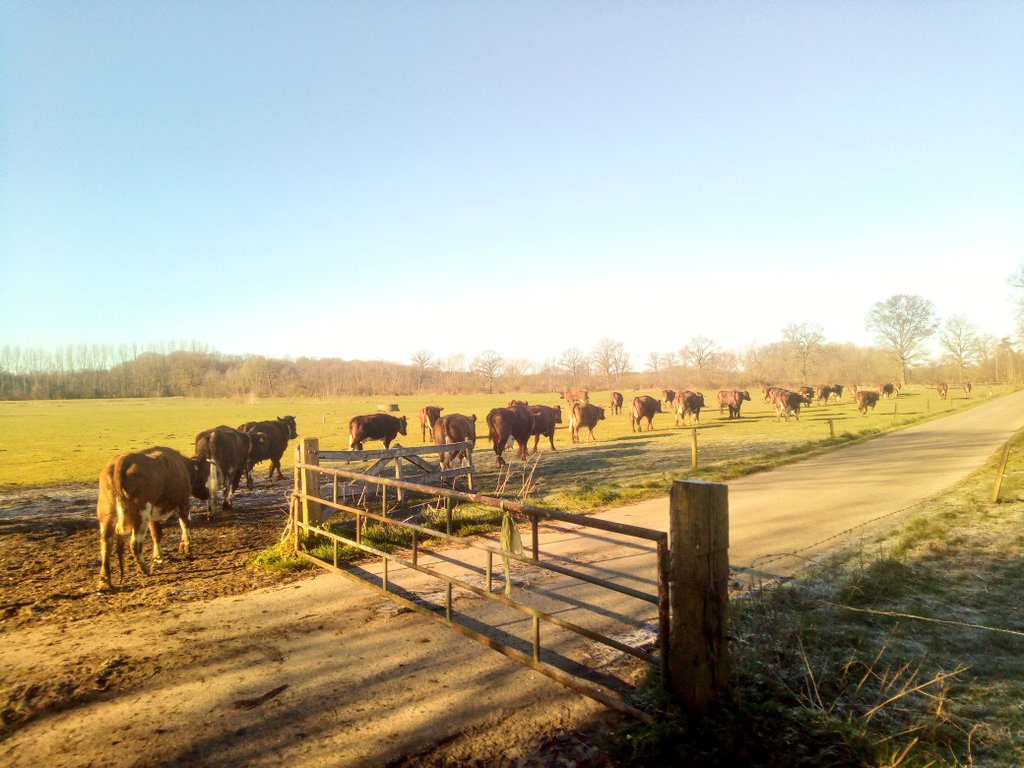 En weer naar naar de wei. Als volgende week het gras sneller gaat groeien, blijven ze ook s nachts buiten.
