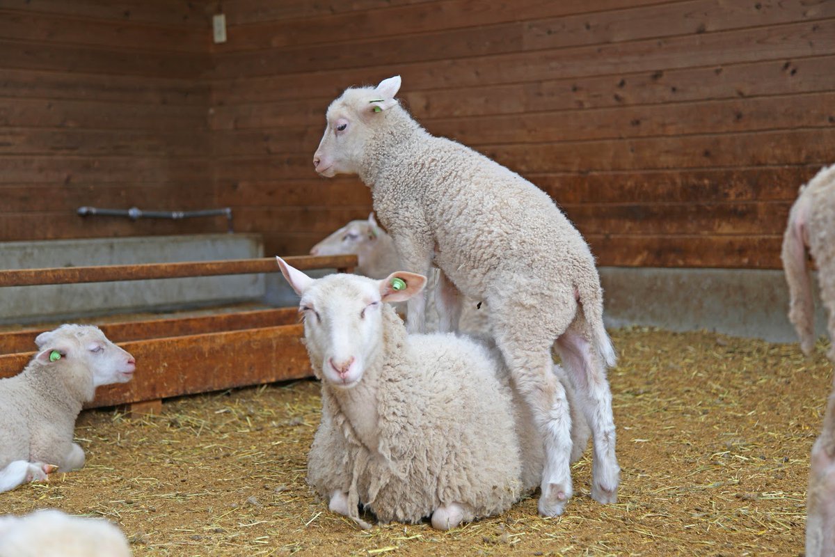マザー牧場 No Twitter 今日は 赤ちゃん羊がお母さん羊にマッサージをしているところを目撃 お母さん羊も気持ちよさそうにうっとり 喜んでいるお母さん羊に 赤ちゃん羊もうれしかったのか しっぽがぴーん 喜んでくれてうれしかったようです マザー牧場