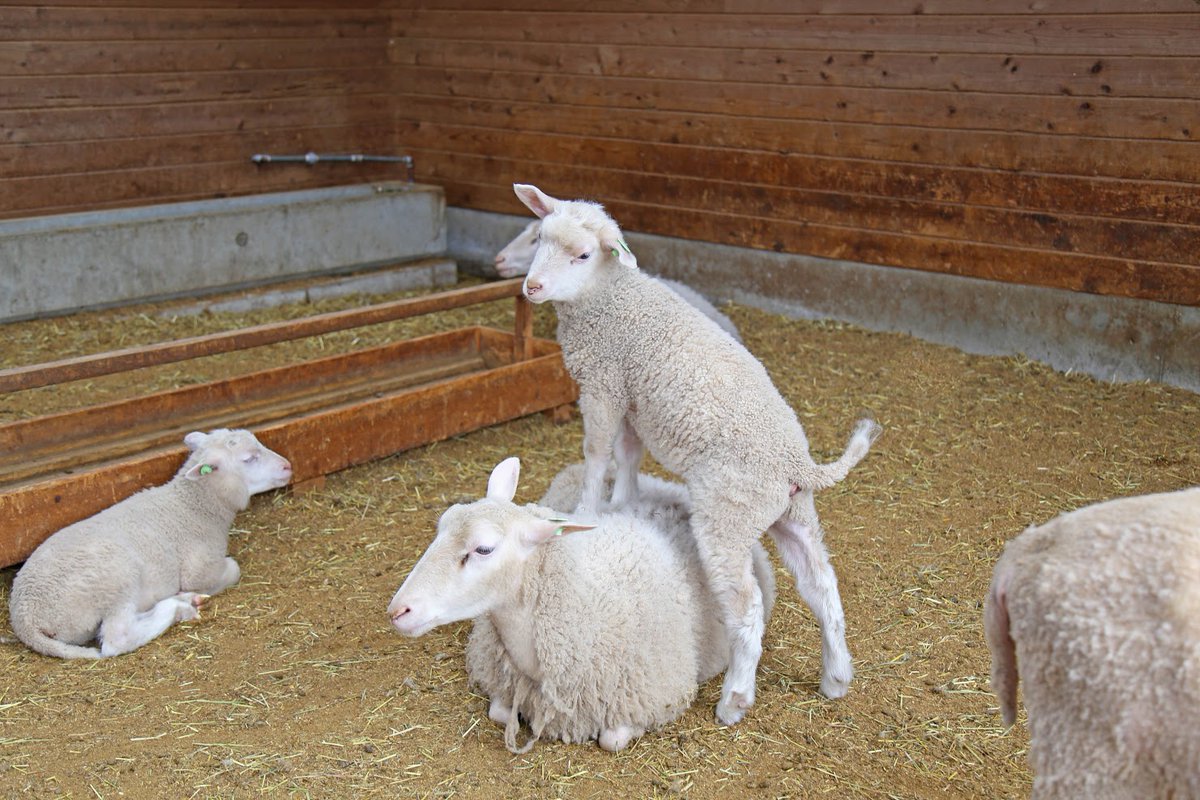 マザー牧場 No Twitter 今日は 赤ちゃん羊がお母さん羊にマッサージをしているところを目撃 お母さん羊も気持ちよさそうにうっとり 喜んでいるお母さん羊に 赤ちゃん羊もうれしかったのか しっぽがぴーん 喜んでくれてうれしかったようです マザー牧場