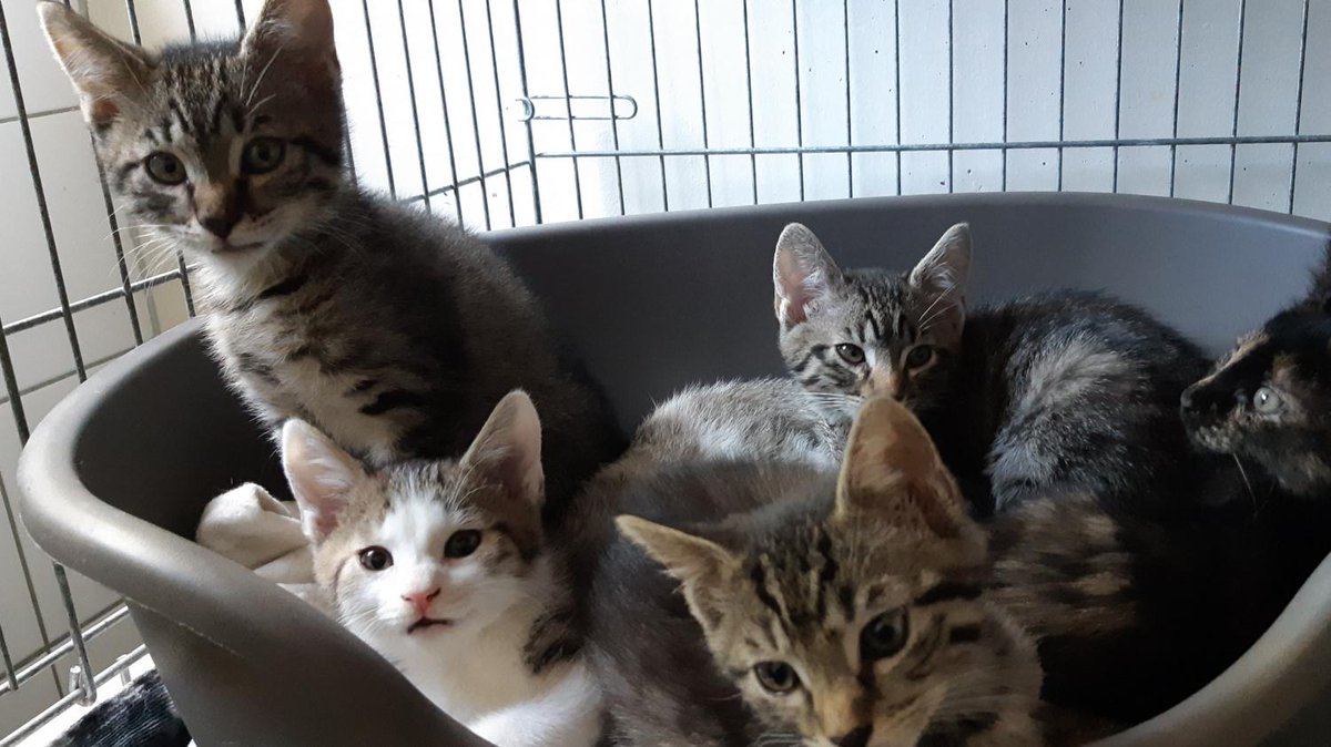 franceinfo's tweet photo. Chats en coma éthylique, chiens brûlés à la javel : "Ne désinfectez pas vos animaux" contre le coronavirus, alertent les vétérinaires

https://t.co/tUA28SLVgK https://t.co/hYETnPqlgJ