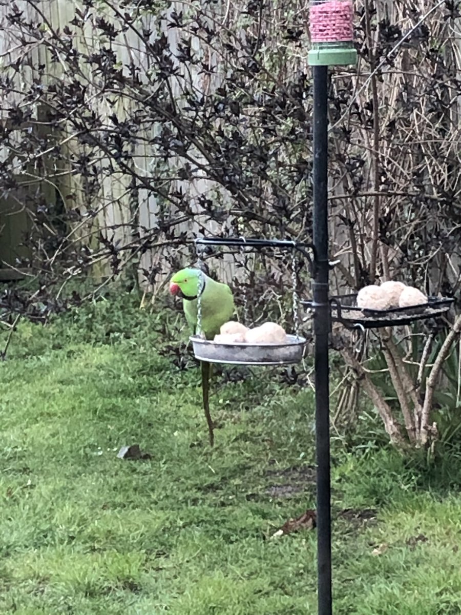 steveoncl's tweet photo. @Natures_Voice The parakeet has been a regular visitor to our feeders over the last month or so. We’re in Newcastle upon Tyne. Here he is having breakfast this morning. #BreakfastBirdwatch https://t.co/LSH20kzpMf