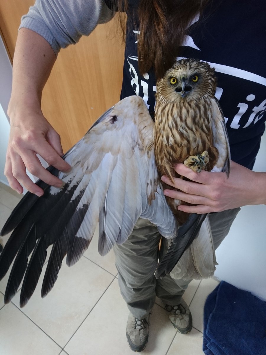 BirdLife_Malta's tweet photo. Votes speak louder than anything else! Unbelievable but true: @MaltaGov Cabinet requests urgent #ORNIS meeting to rubber stamp spring hunting season. The opening of a season now would be the most irresponsible act by PM @RobertAbela_MT. Read our reaction: https://t.co/scQMxk8Y7R. https://t.co/TYrLNwR1ny
