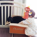 追いかけてくる赤ちゃんに対するねこの対応がかわいすぎる!