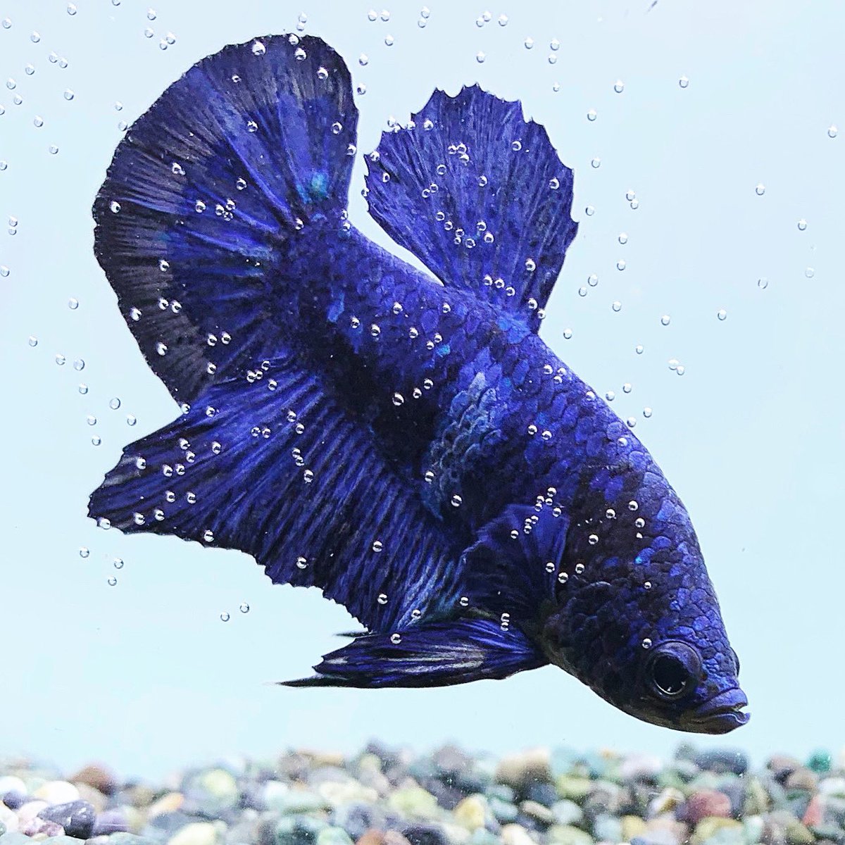 Fishpire1 tweet picture