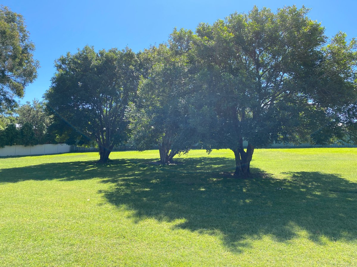 Even the trees are social distancing