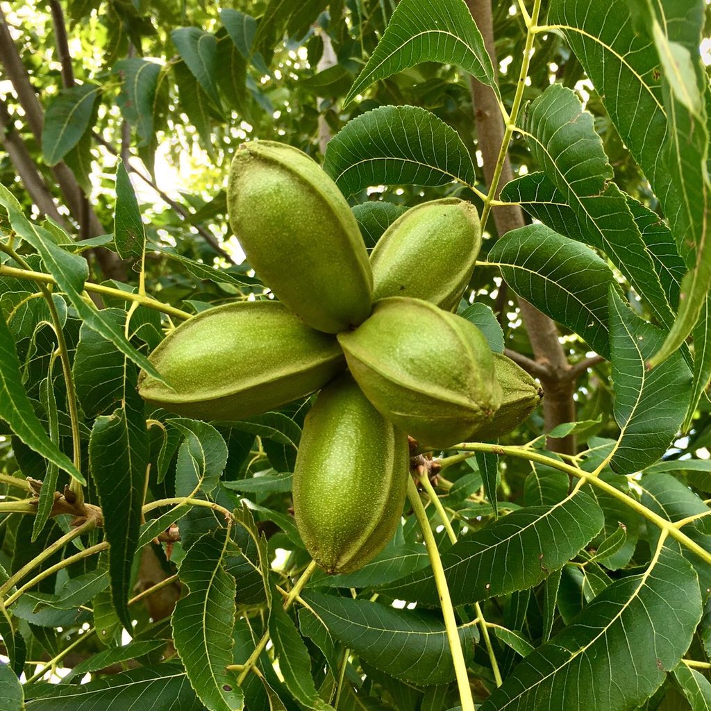 pecanesdelsur's tweet photo. Estamos listos para comenzar la cosecha 🚜🌳
En Pecanes del Sur asistimos a productores con las labores del año y con actividades de cosecha, acondicionamiento y comercialización de su producción. 
Les deseamos a todos los productores una gran cosecha! https://t.co/9k2KWnaeZX