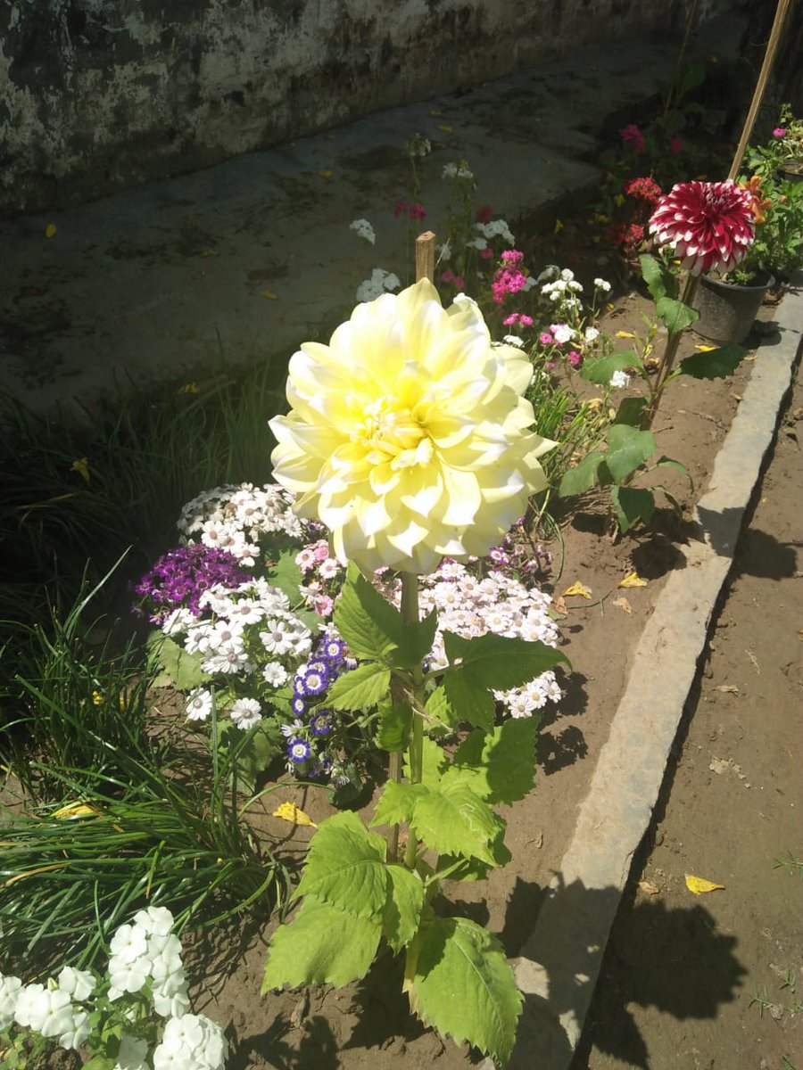   #flowers some more colour to cheer up anyone seeing this. soothing for the eyes n soul. garden maintained by Dad 75 yrs+ & any like will be appreciation of his luv for gardening.  @megirish2001  @BadheshaGagan  @PenduShehari  @johartajinder  @DeeptaNagpal