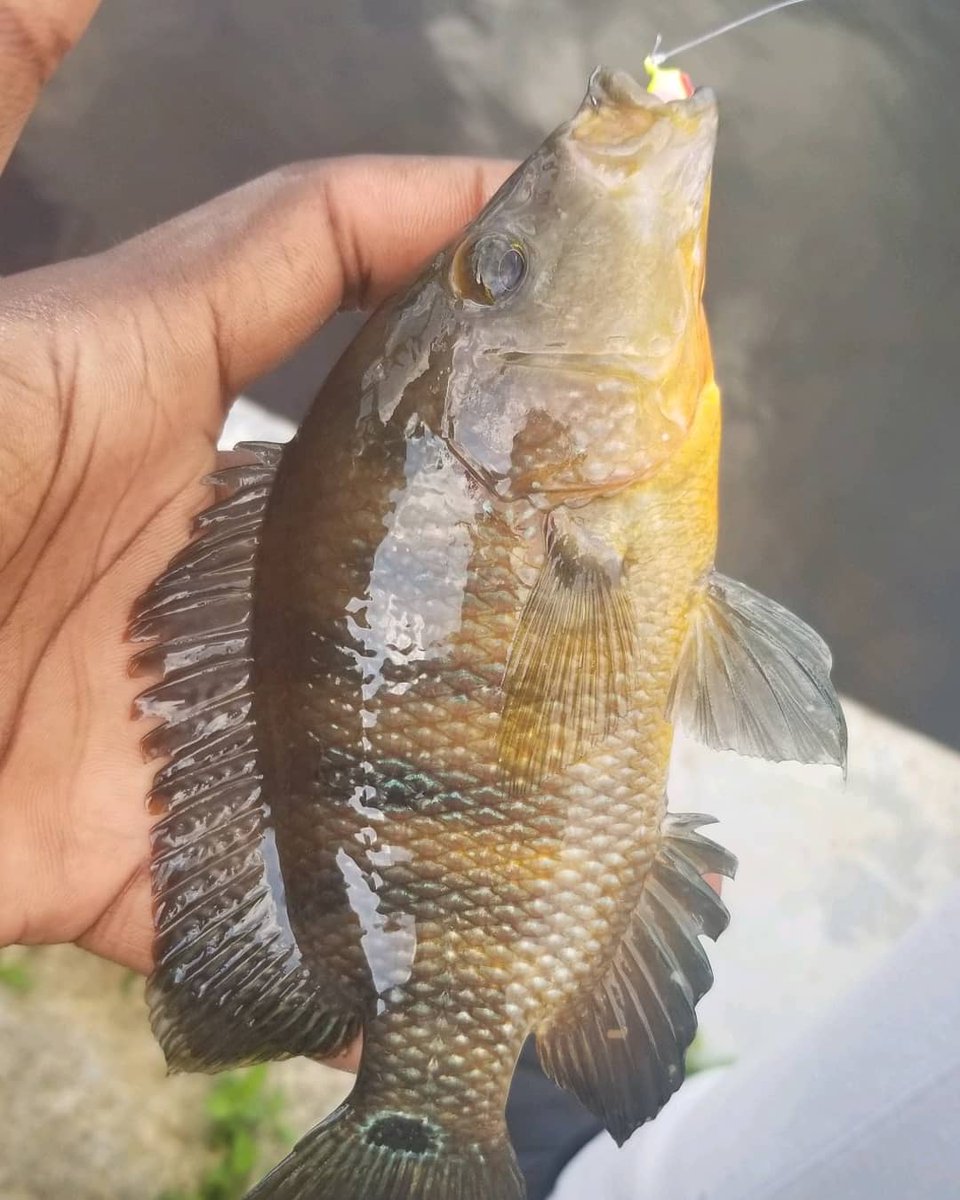 FamuFishing's tweet photo. @famufishing doesn't just fish freshwater! 
One of our members @stretchxjohnson is making his way down the list different salt-water species during this Quarantine. What can he say, it's a great social distancing activity #bassprotallahassee #covid19 #quarantine #quiet #saltwater https://t.co/e098Lejxob