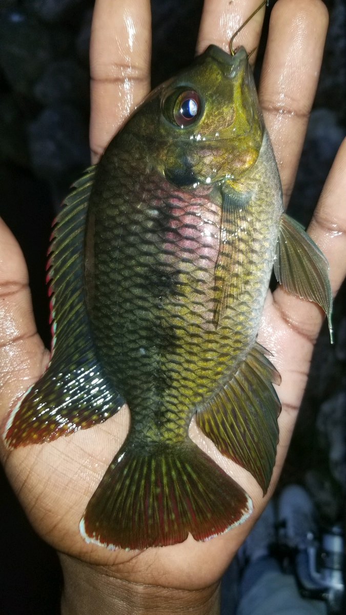 FamuFishing's tweet photo. @famufishing doesn't just fish freshwater! 
One of our members @stretchxjohnson is making his way down the list different salt-water species during this Quarantine. What can he say, it's a great social distancing activity #bassprotallahassee #covid19 #quarantine #quiet #saltwater https://t.co/e098Lejxob