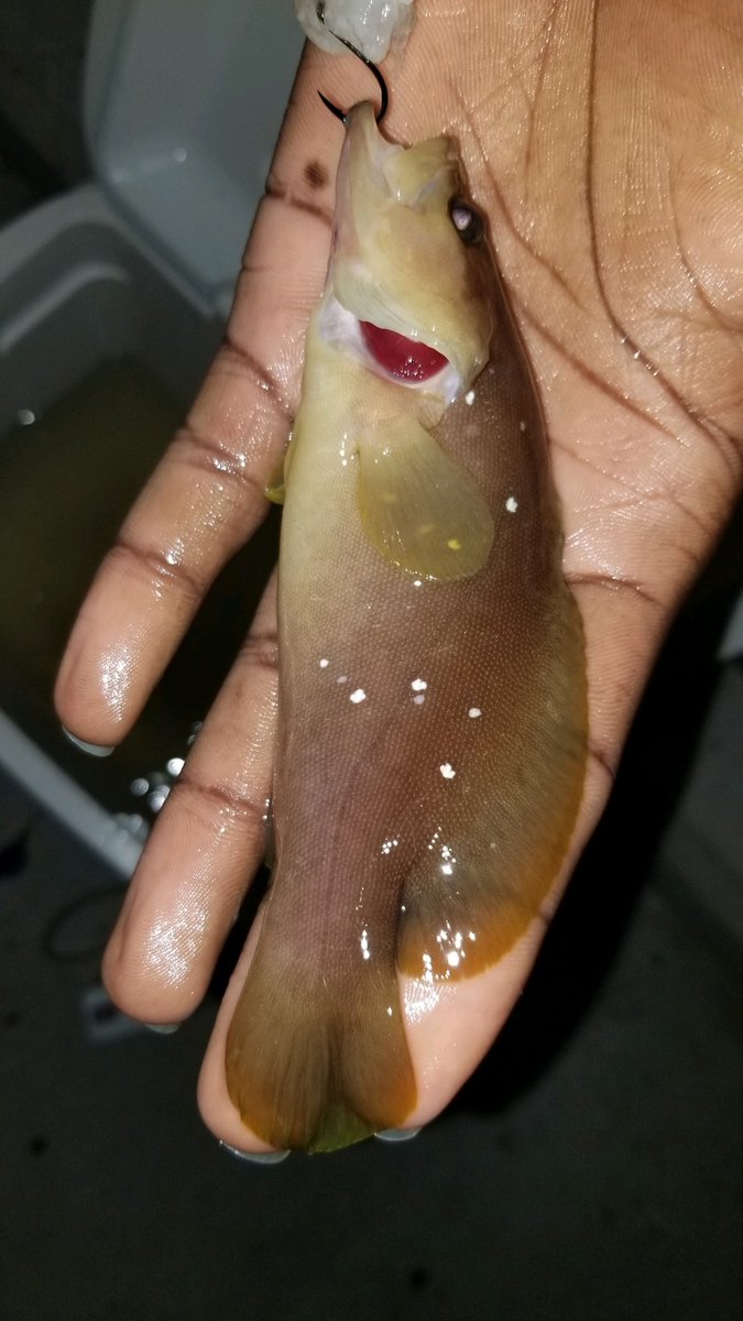 FamuFishing's tweet photo. @famufishing doesn't just fish freshwater! 
One of our members @stretchxjohnson is making his way down the list different salt-water species during this Quarantine. What can he say, it's a great social distancing activity #bassprotallahassee #covid19 #quarantine #quiet #saltwater https://t.co/e098Lejxob