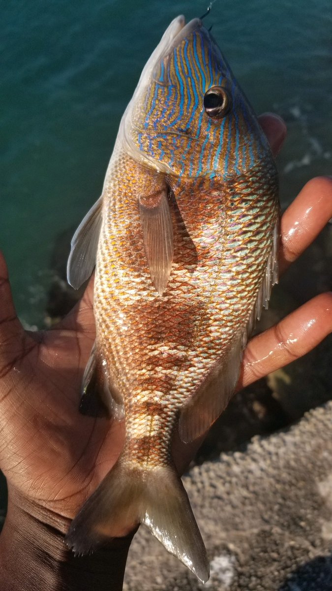 FamuFishing's tweet photo. @famufishing doesn't just fish freshwater! 
One of our members @stretchxjohnson is making his way down the list different salt-water species during this Quarantine. What can he say, it's a great social distancing activity #bassprotallahassee #covid19 #quarantine #quiet #saltwater https://t.co/e098Lejxob