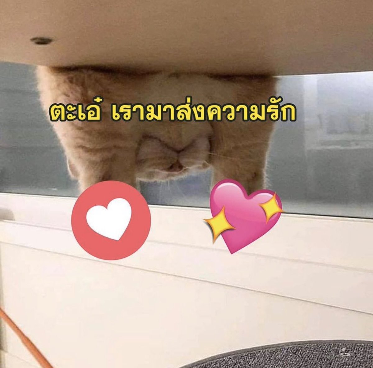 พวกอ้วนค้าบ › ·̮ ‹