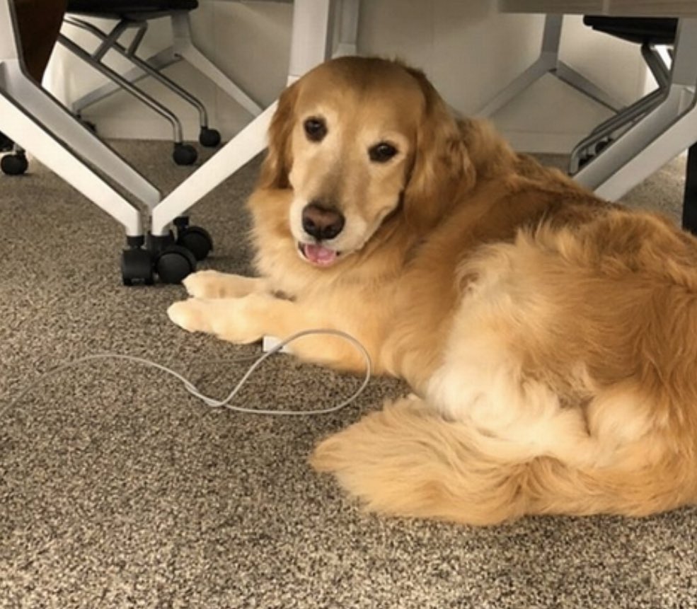 𝑝𝑖𝑒𝑛 בטוויטר 石田ゆり子の愛犬のゴールデンレトリバーかわいすぎる