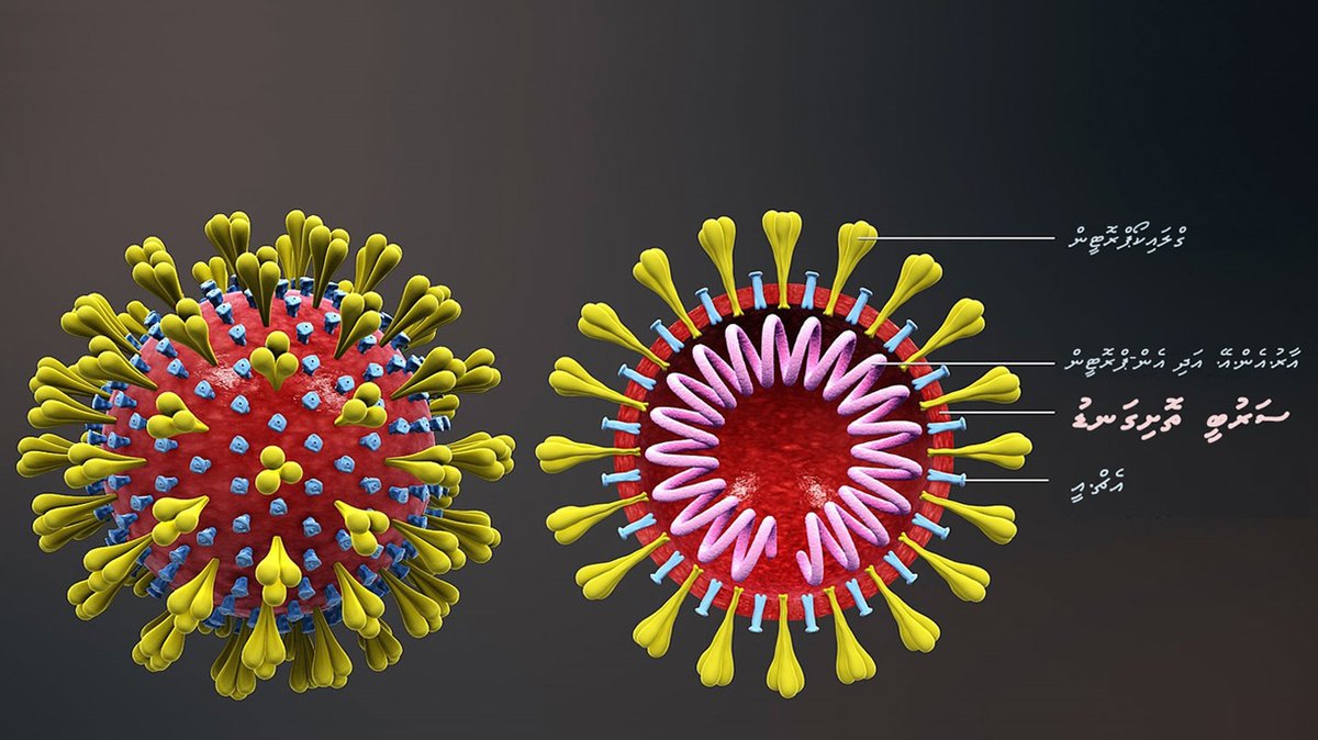 Everyone knows that soap breaks up fat/oil particles. Coronavirus has an outer ‘shell’ of ‘fat’ which gets dissolved/disintegrated on contact with soap. That is why soap is so effective against coronavirus. Hand-washing with soapy water kills coronavirus.