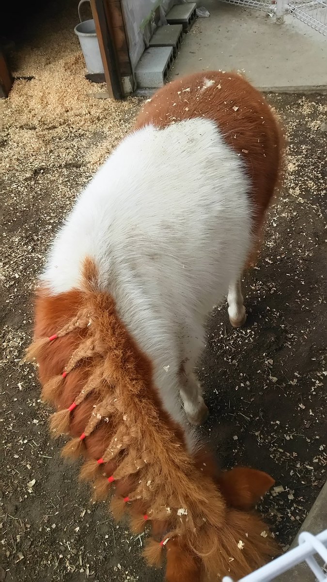 チャピオ No Twitter 昔ふわふわの毛虫にさされたので苦手です ネコ毛虫 W チャピオ No Twitter 昔ふわふわの毛虫にさされたので苦手です ネコ毛虫 W