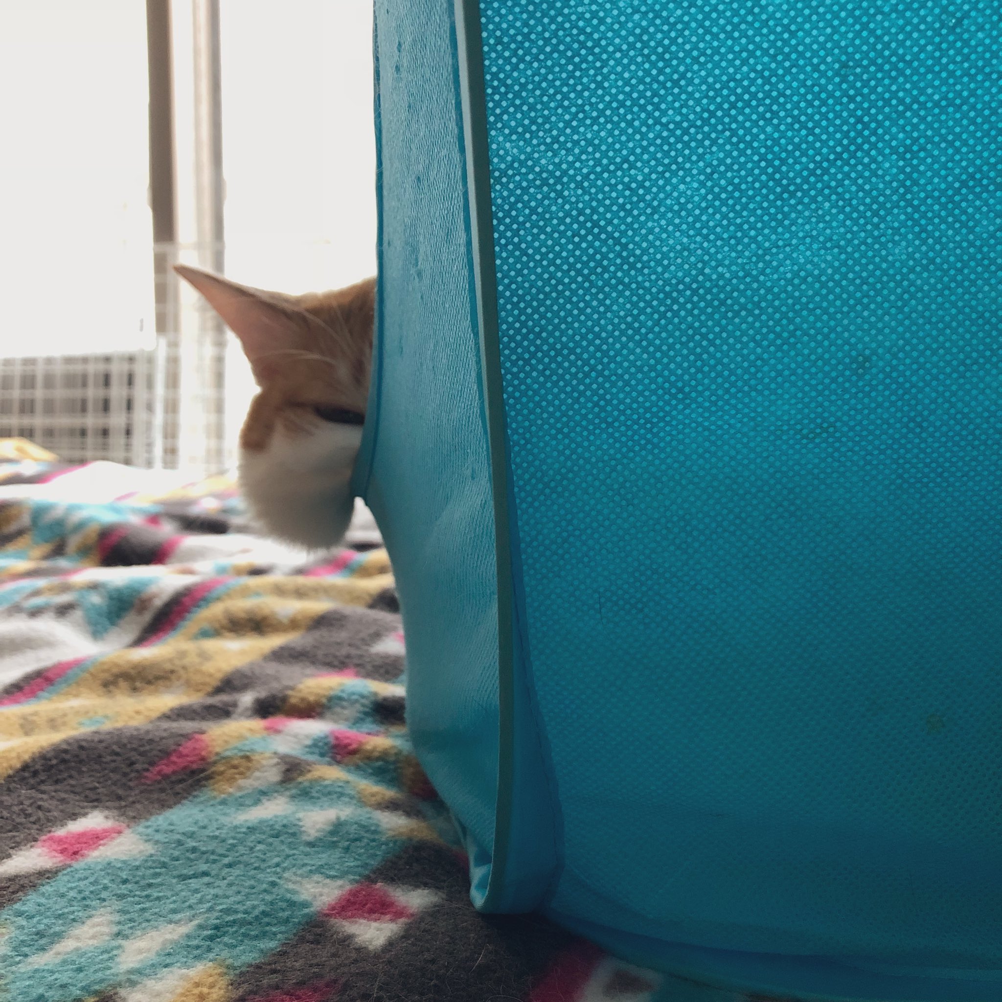 Hd限定猫 顔 部位 名称 最高のぬりえ