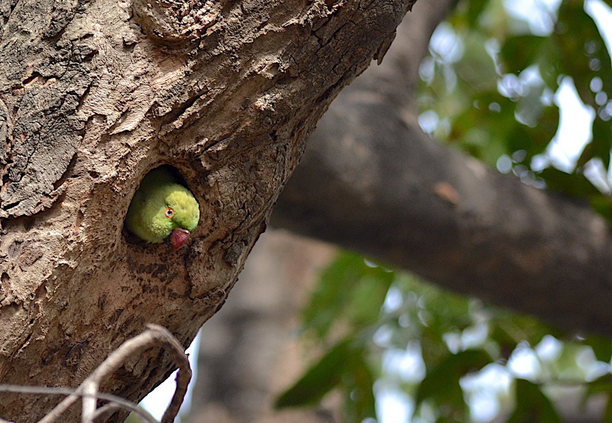 g_rajaraman's tweet photo. "Although the world is full of suffering, it is also full of overcoming of it."
Helen Keller, 1880-1968
#Lockdown #Day #parrot #FromMyLibrary #Photography #Nature #Positivity #Habitat #Environment #LearningFromAnimals #Perspective #StayHome #StaySafe https://t.co/z93LtErjfC