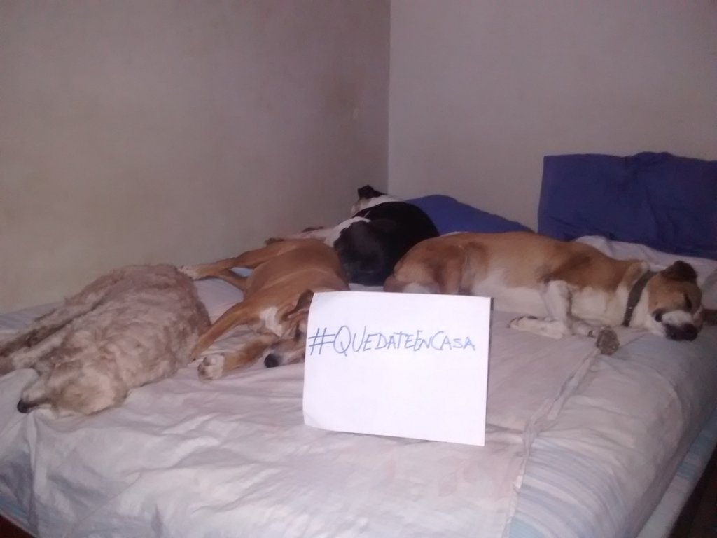 rrengelj's tweet photo. Mi amor #Chacu está hermoso. 😍❤️ RT @ntarrazzi: Padrinos ellos si acatan la #cuarentena por #CoronavirusEnVenezuela así que #QuedateEnCasa
@moraleslisbeth @fercharias @MirniaT @leonardomoleiro @nikimagdalena @cl_villarroel @BamBamPRO @flasaper https://t.co/KoGKeypzlp