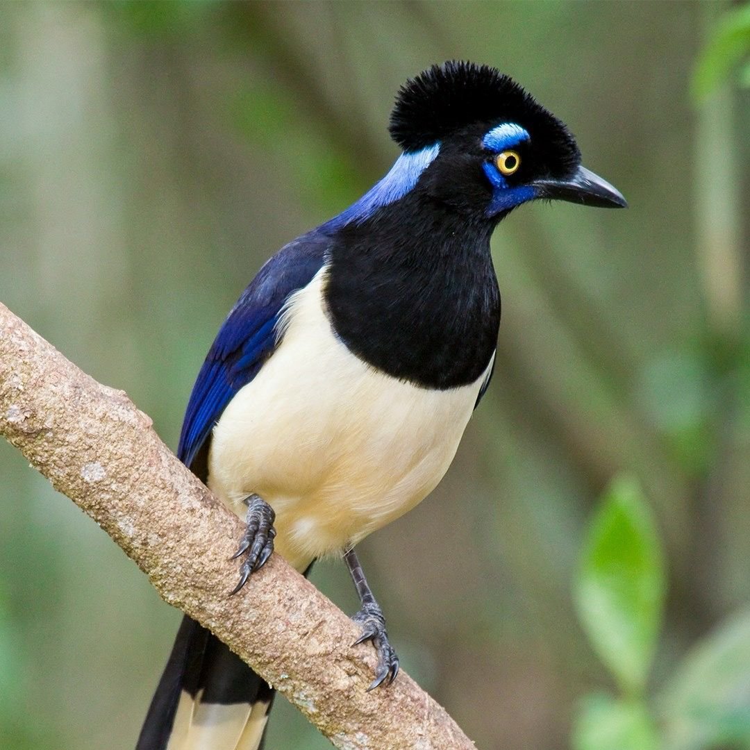 Naturephots's tweet photo. Cyanocorax chrysops https://t.co/W7FMp9fruk