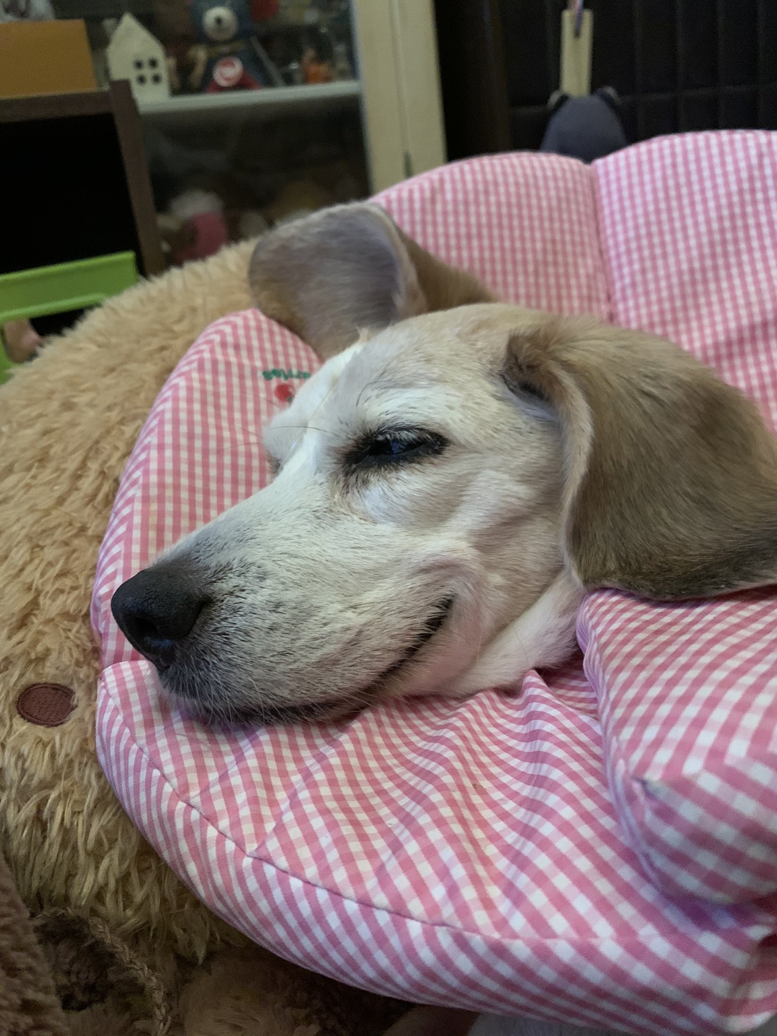 わんこ スヌーピー感すごいな スヌーピーの犬種はビーグルだしね T Co Fnvup6z7n0 Twitter
