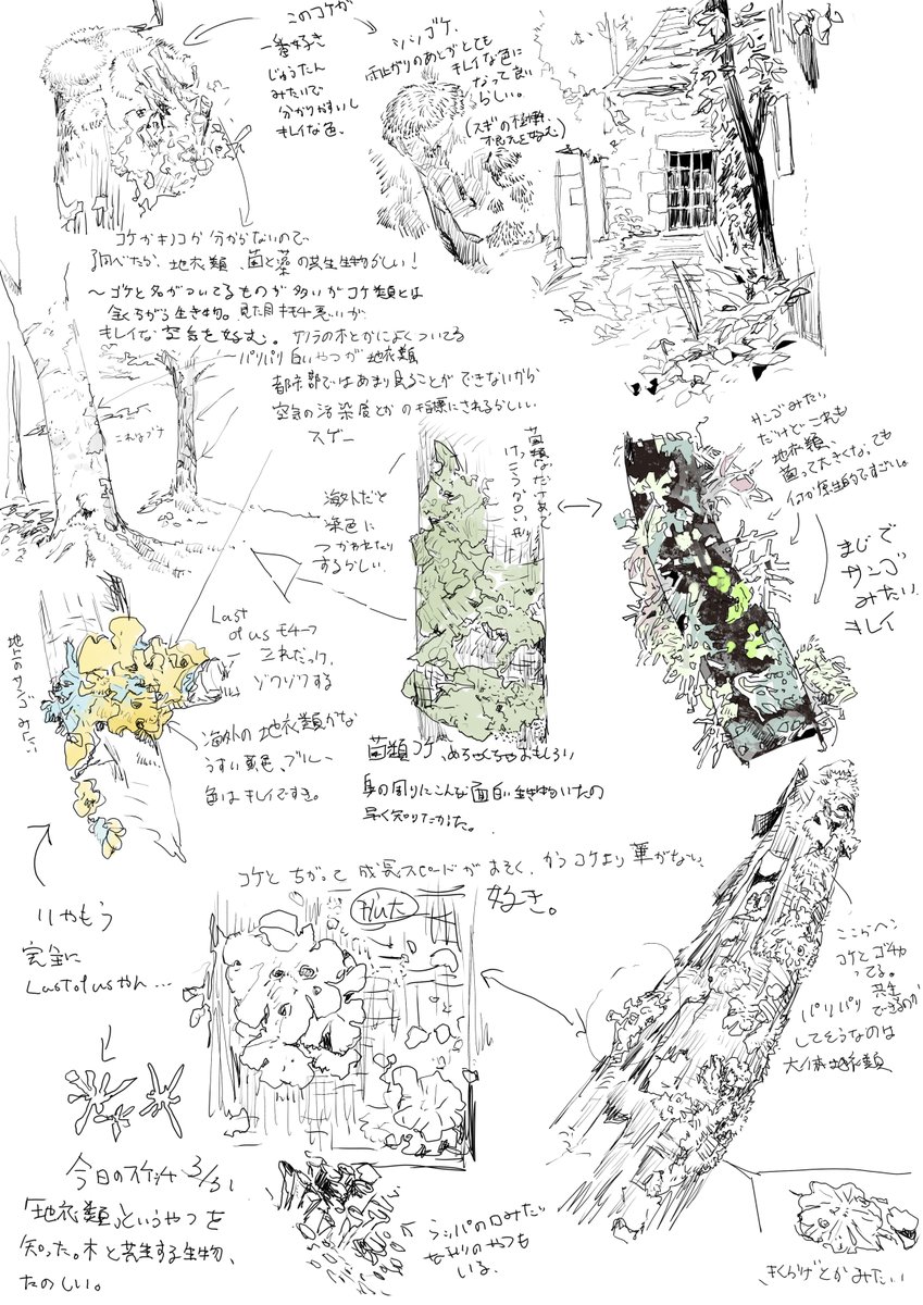 苔の横に移ってた地衣類面白すぎて今日は地衣類の勉強してた、樹と共生する植物と菌類、沼すぎる 