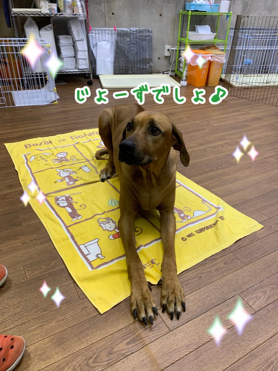 Ciao マット の練習にチャレンジしています しつけ教室 犬の幼稚園 ドッグトレーナー ドッグスクール 中野区 ローデシアンリッジバック ポメラニアン ついて