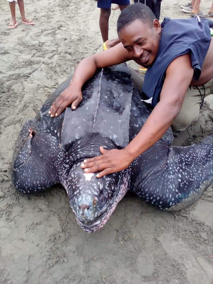 JuanTravesias's tweet photo. En #Cordoba los Héroes si existen Osiris Guerrero y Wilmer Negrete dos pescadores de #BahiaRada en #Moñitos salvaron a una tortuga Laud que se enredó en sus redes. Con la @PoliciaColombia @ArmadaColombia y @CorporacionCVS la devolvieron al #MarCaribe @MinAmbienteCo https://t.co/2JmSbggXak
