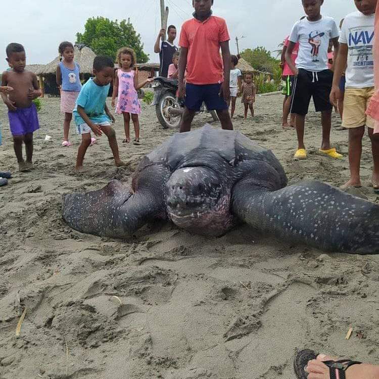 JuanTravesias's tweet photo. En #Cordoba los Héroes si existen Osiris Guerrero y Wilmer Negrete dos pescadores de #BahiaRada en #Moñitos salvaron a una tortuga Laud que se enredó en sus redes. Con la @PoliciaColombia @ArmadaColombia y @CorporacionCVS la devolvieron al #MarCaribe @MinAmbienteCo https://t.co/2JmSbggXak