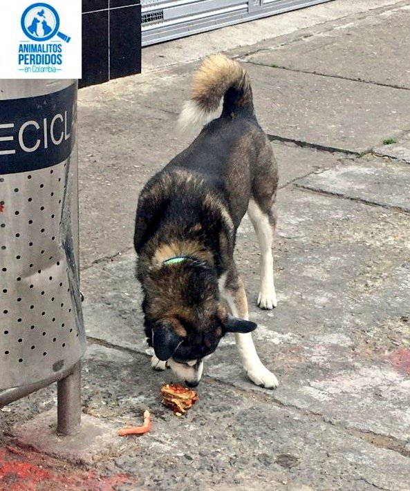 losbuscamos_col's tweet photo. Visto perro siberiano por los lados del barrio ciudad montes, por las zonas de las pollerías de la calle 8 sur, Bogotá. Tiene collar verde. #AnimalitosPerdidosCol https://t.co/XlXpIJcvhq