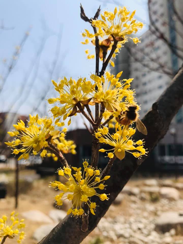 KoreanTravel's tweet photo. The weather is so nice lately! 
Too bad we're stuck indoors. 😓
Hope these flowers brighten your day! ❤ https://t.co/MHilftfgNR