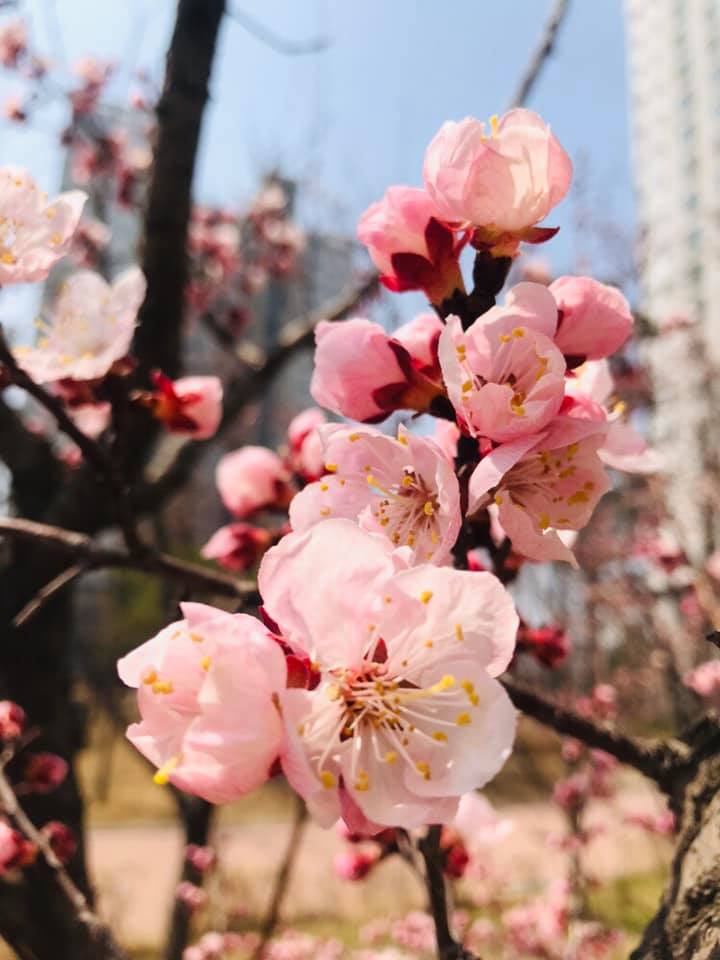 KoreanTravel's tweet photo. The weather is so nice lately! 
Too bad we're stuck indoors. 😓
Hope these flowers brighten your day! ❤ https://t.co/MHilftfgNR
