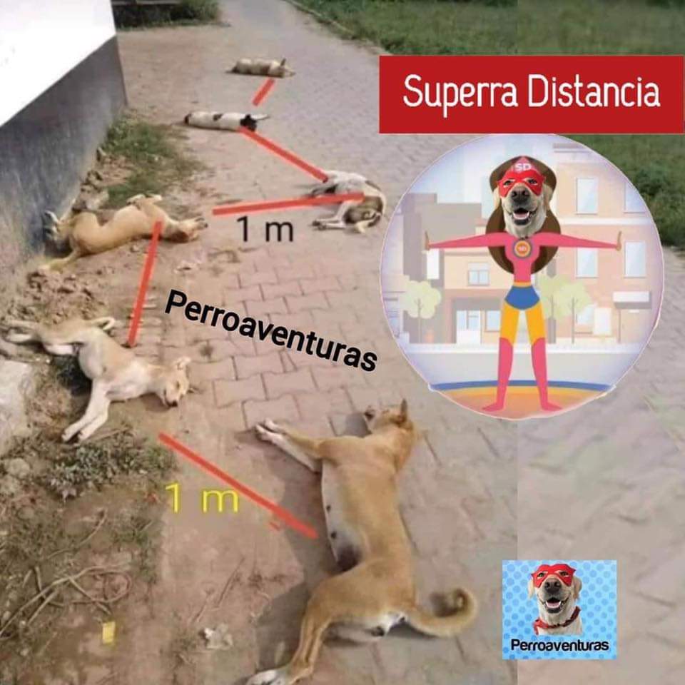ivancruzmini's tweet photo. Increíble imagen, para algunos efectos de burla, para otros ser una de las imágenes más virales, entendamos señores, tenemos que guardar distancia, hasta ellos lo saben mejor que nosotros en fin mi #MexicoLindoYQuerido. https://t.co/yxUZhRPwub