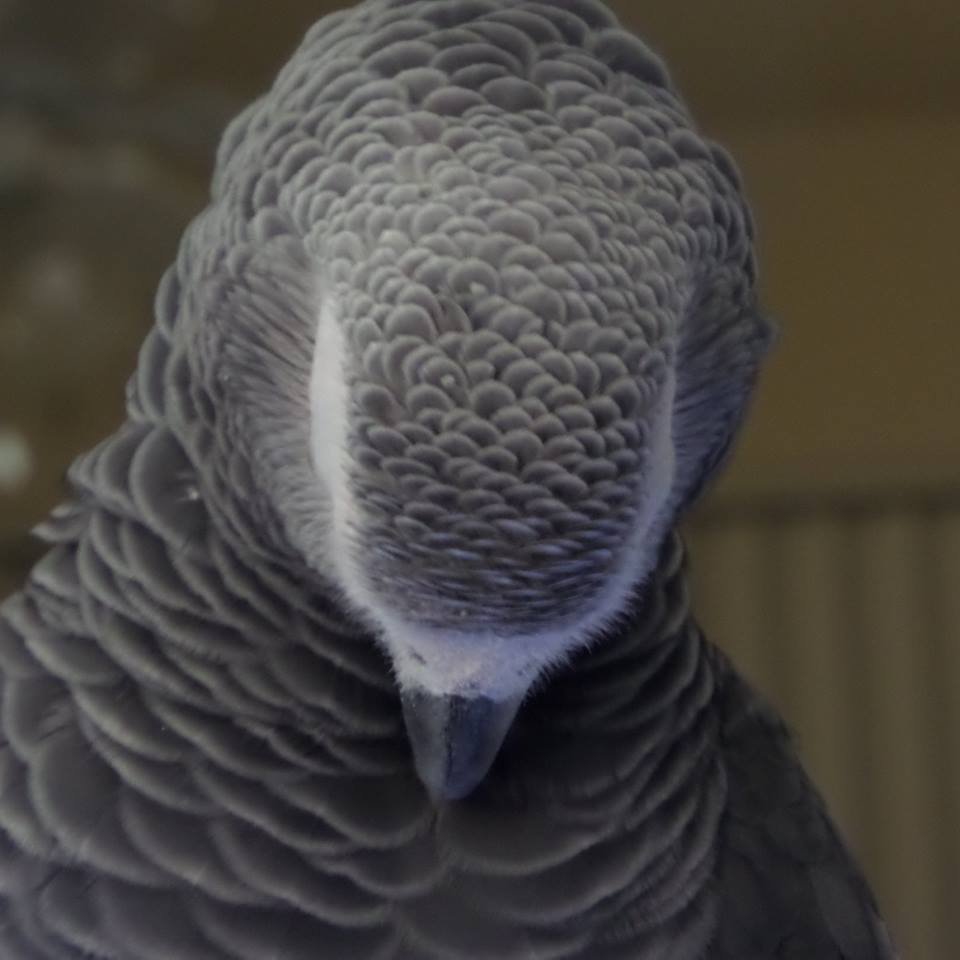 FlockIsFamily's tweet photo. @LTheparrots Our flock will be saying #WingPrayers for Georgie https://t.co/oh2fcep52R