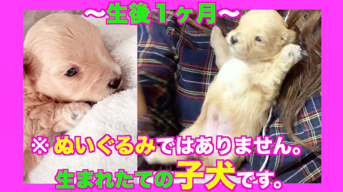 リリーa K A Dj黒髪のリリー Sur Twitter 母犬トイプードル 父犬マルチーズ 可愛い子犬のマルプー兄弟 生後1ヶ月編 公開したよ T Co Ffmuchgnhp 初見さんで動画を見てくれた方 面白かったら是非チャンネル登録 高評価お願いします いつも見てくれ