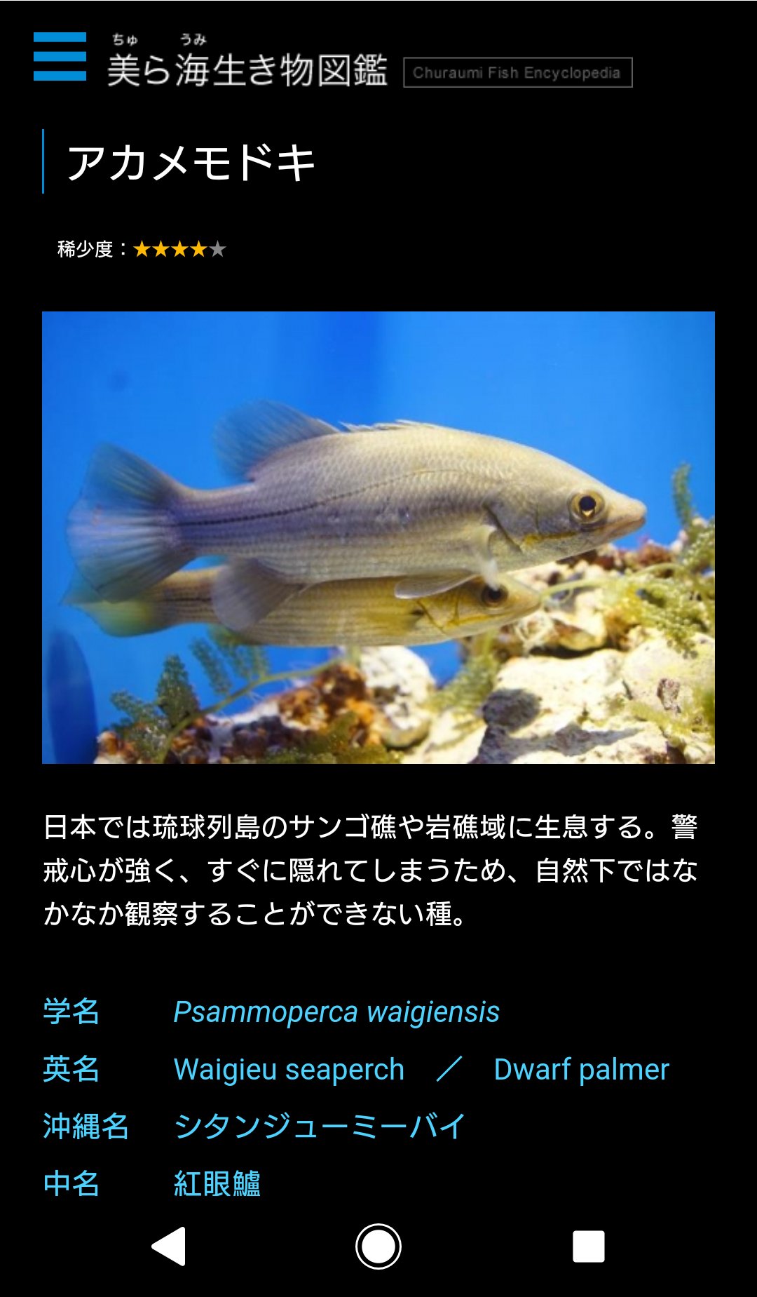 Yuma アカメモドキ ハナハタ復活も嬉しい Yuma アカメモドキ ハナハタ復活も嬉しい